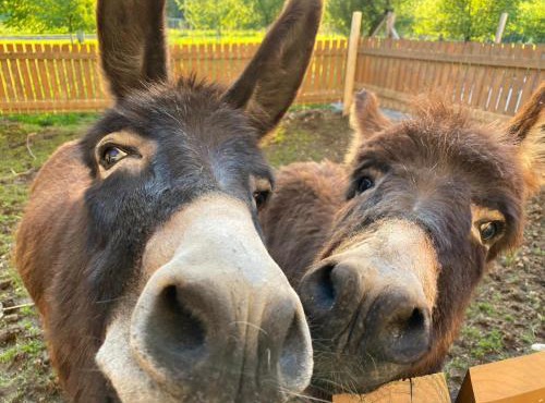 Wastlbauer