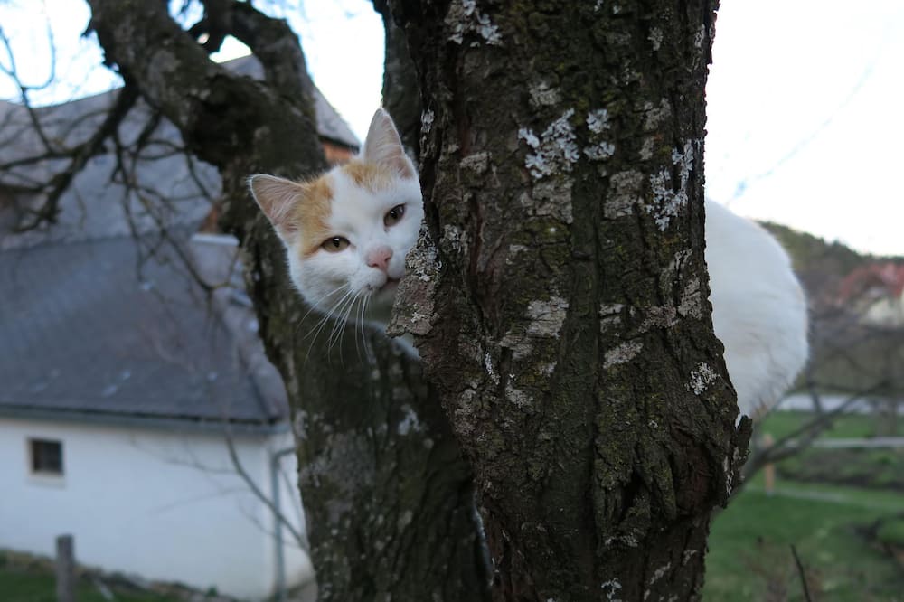 Photo of Outdoor in Sankt Blasen