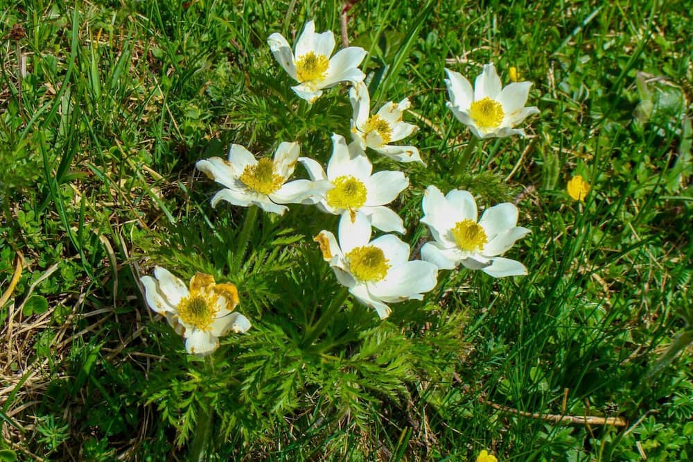 Photo of Others in Tschagguns
