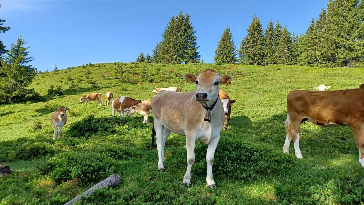 Photo of Others in Saalfelden am Steinernen Meer
