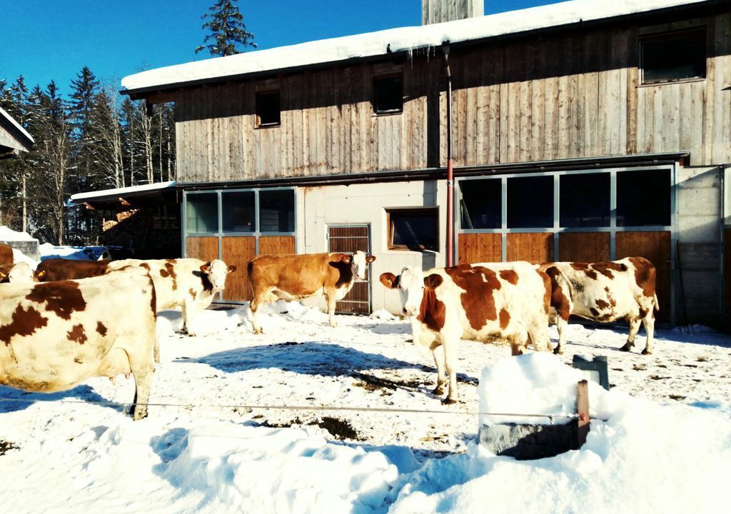 Photo of Others in Achenkirch