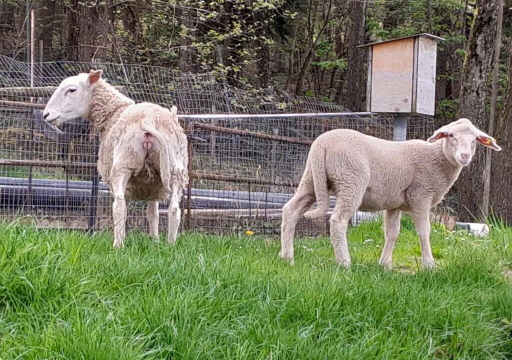Photo of Others in Yspertal