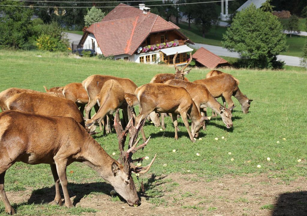 Photo of Others in Rossleithen