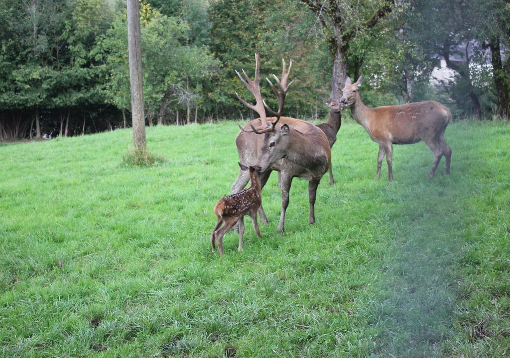 Photo of Others in Rossleithen