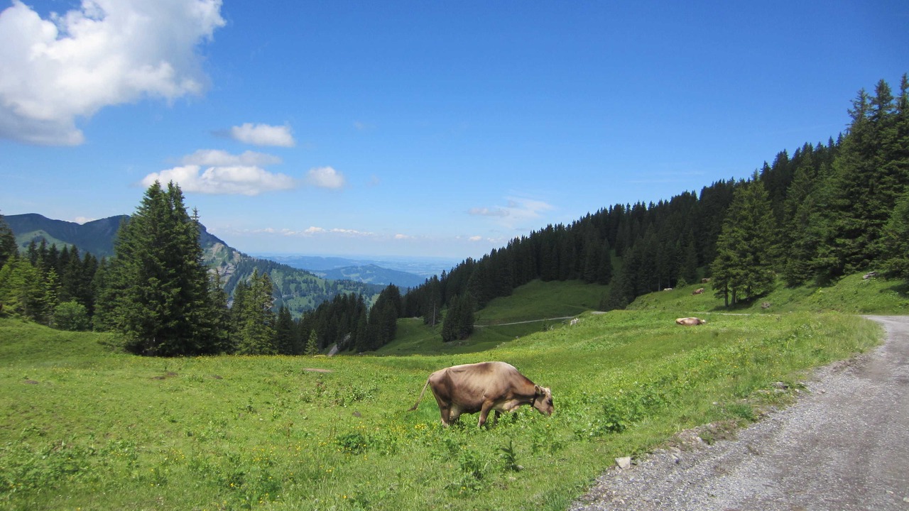 Photo of Others in Mellau
