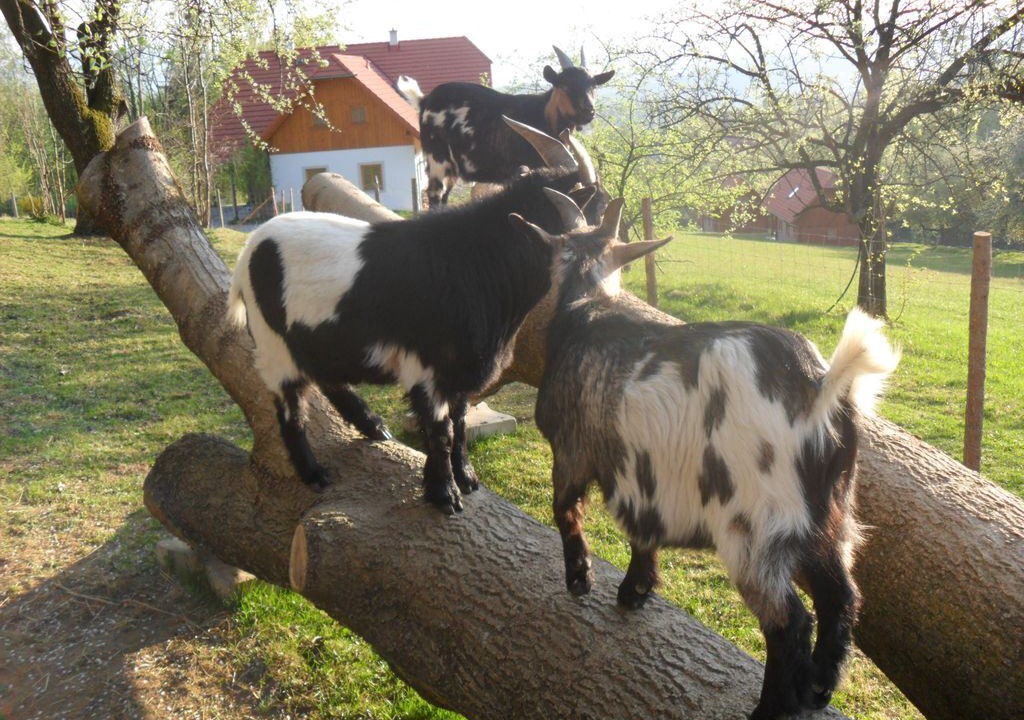 Photo of Others in Sankt Lorenzen am Wechsel