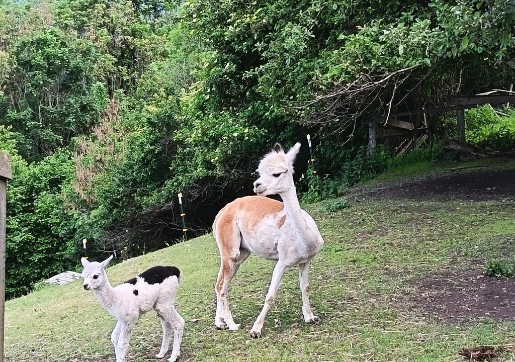 Photo of Others in Arzl im Piztal