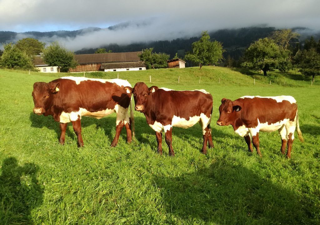 Photo of Others in Saalfelden am Steinernen Meer