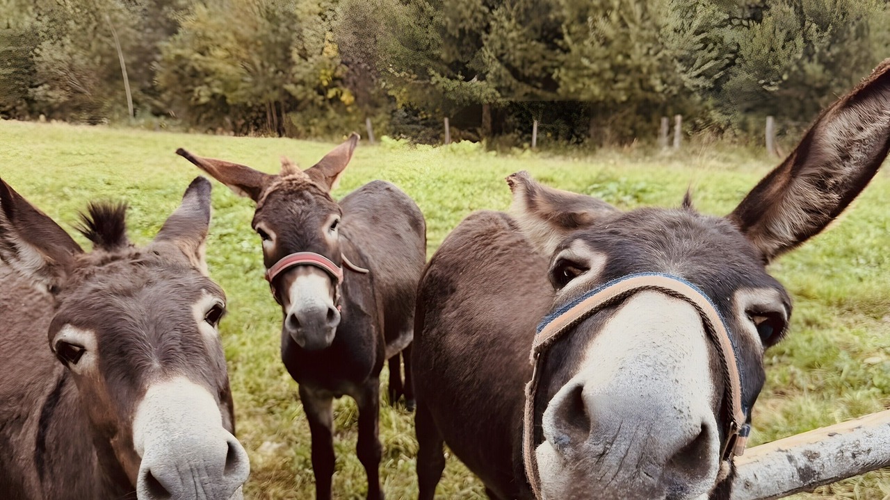 Photo of Others in Sankt Marein bei Knittelfeld