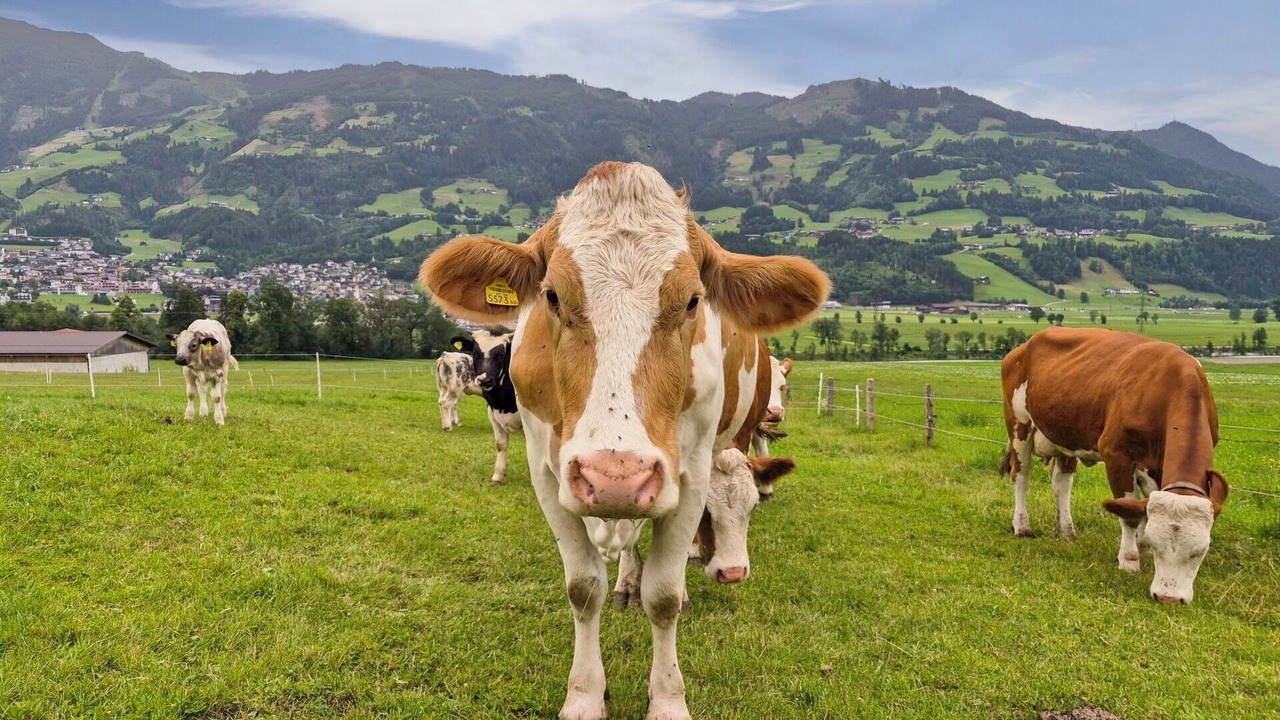 Photo of Others in Hart im Zillertal