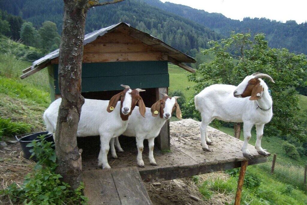 Photo of Others in Bischofshofen