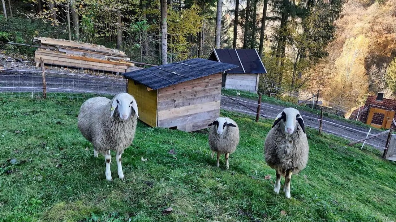 Photo of Others in Wolfsberg