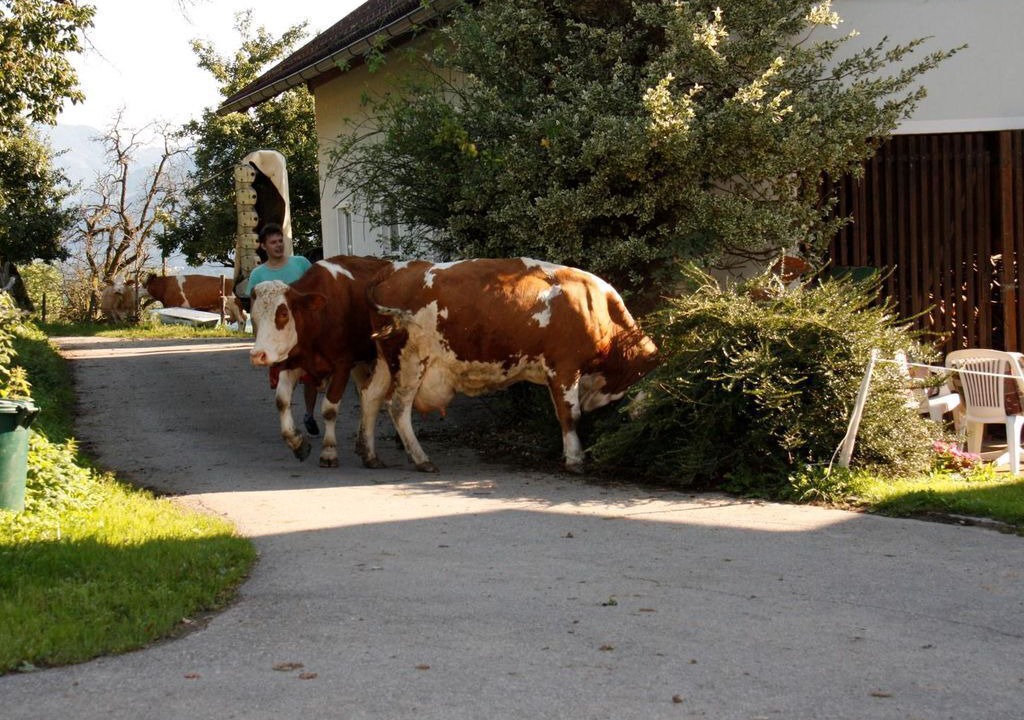 Photo of Others in Spittal an der Drau