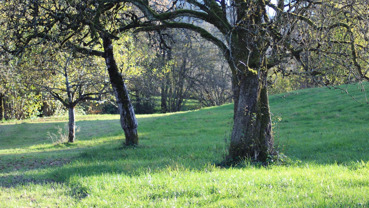 Photo of Others in Alberschwende