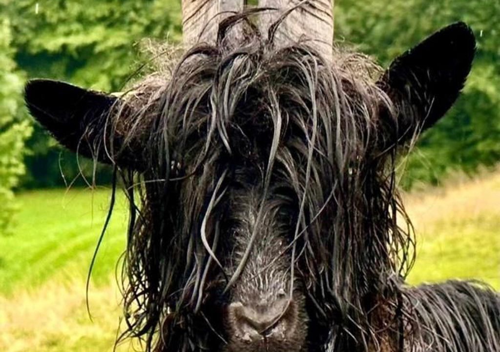 Photo of Others in Mellau