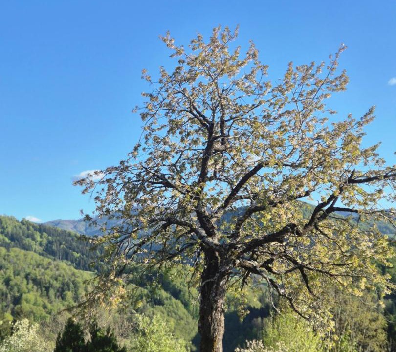 Photo of Others in Frankenfels