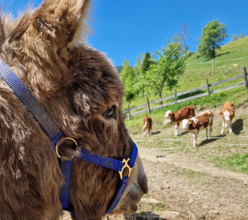 Photo of Others in Sankt Johann im Pongau