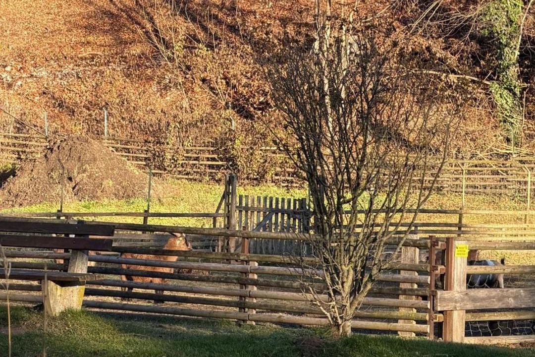 Photo of Others in Ternitz