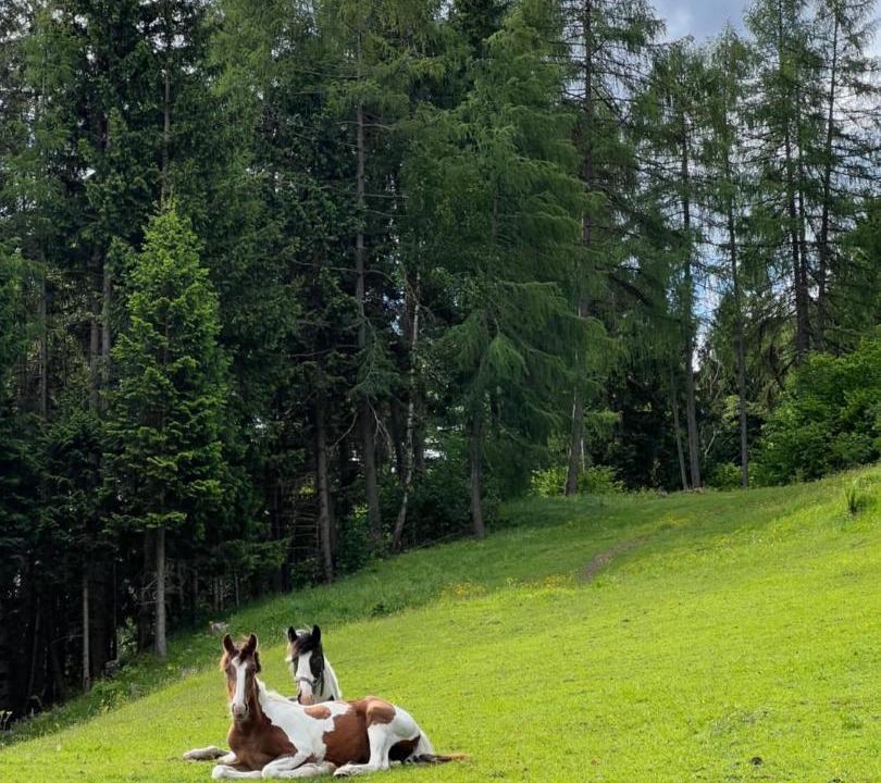 Photo of Others in Teufenbach-Katsch