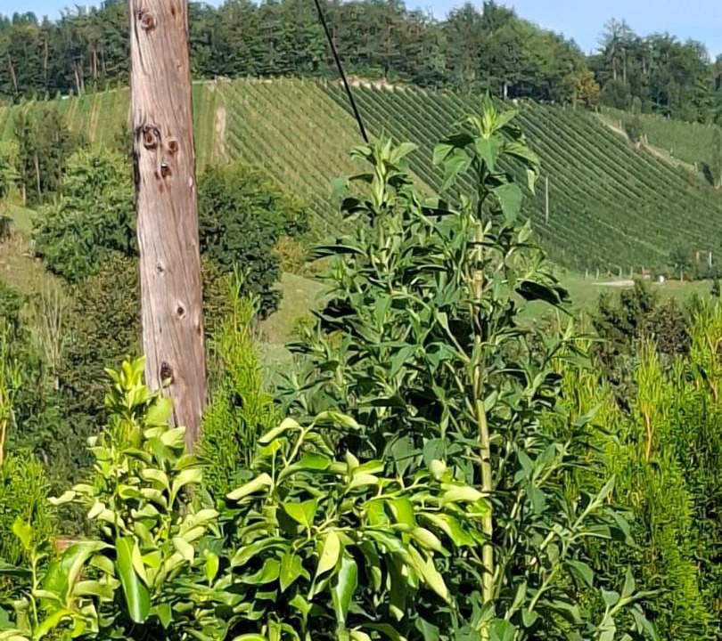 Photo of Others in Eichberg-Trautenburg