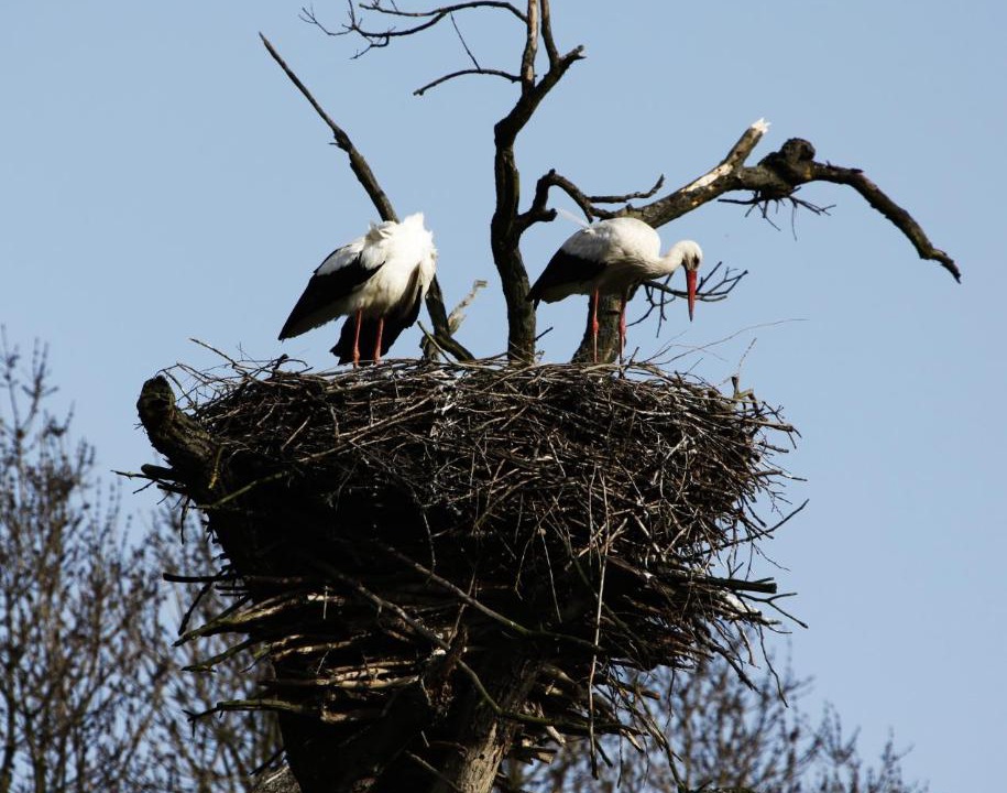 Photo of Others in Marchegg