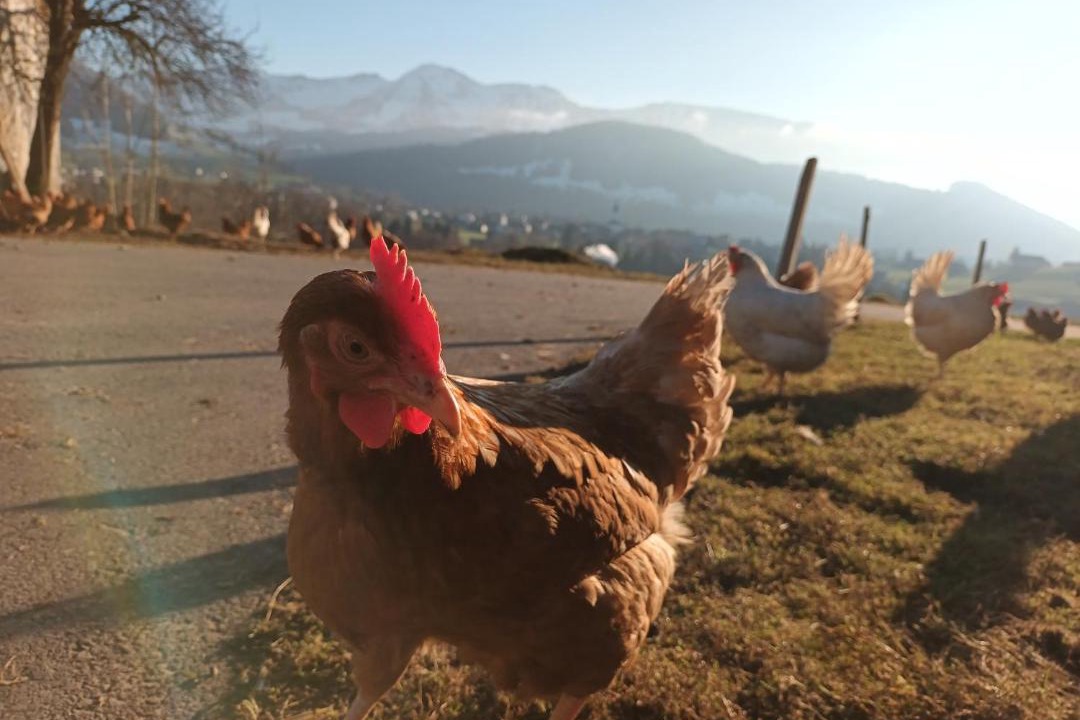Photo of Others in Hittisau
