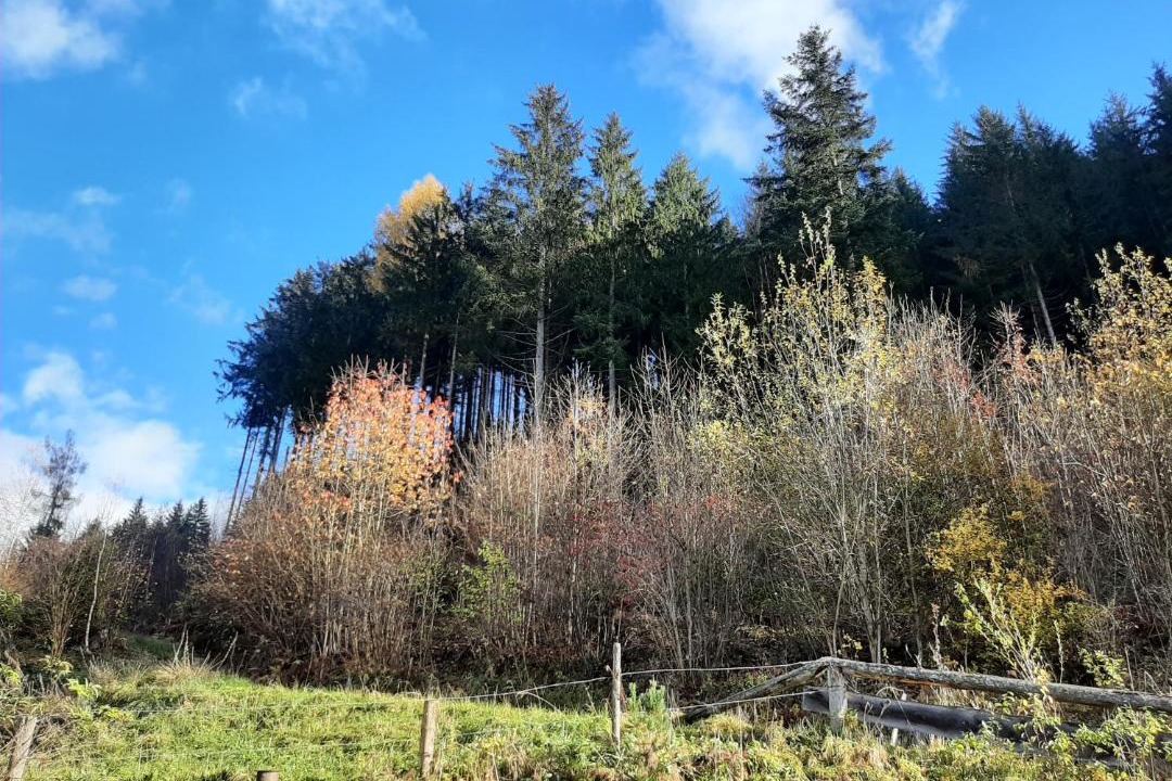 Photo of Others in Selzthal