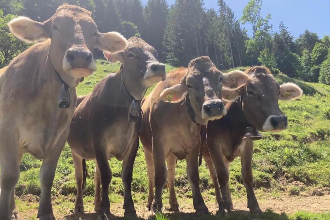Photo of Others in Hittisau