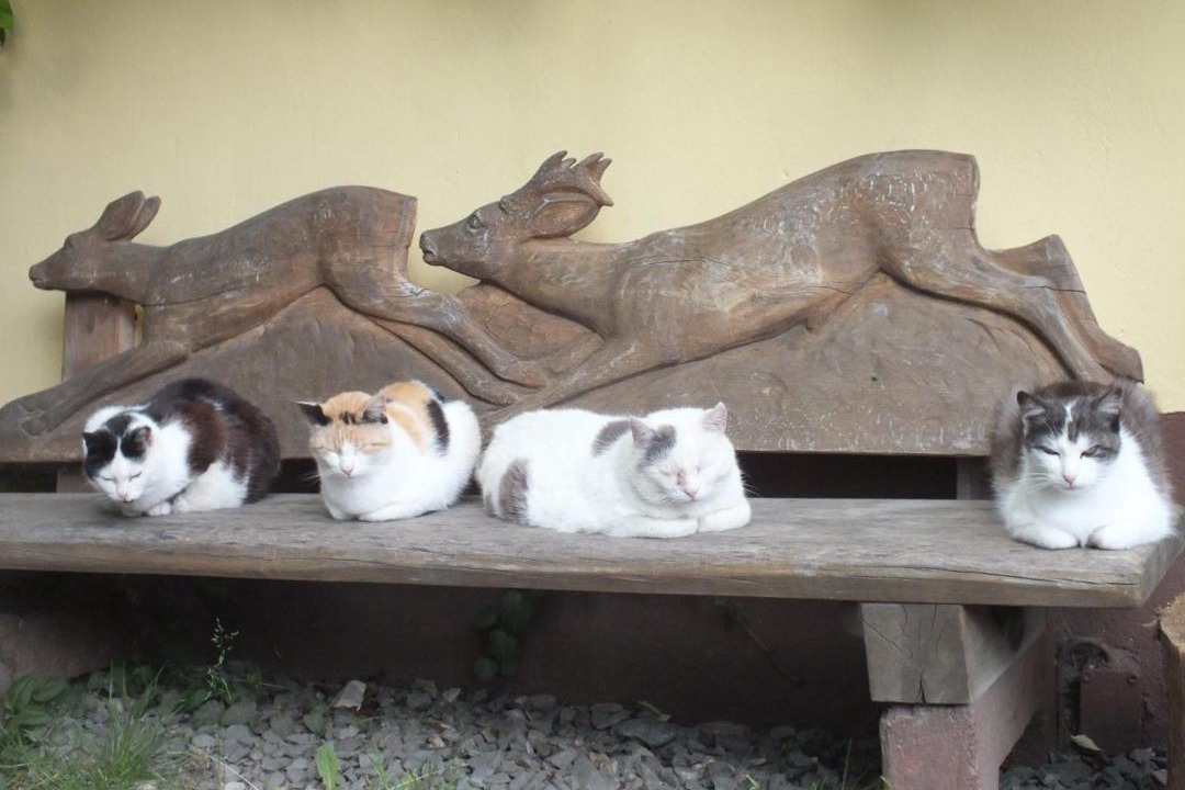 Photo of Others in Frauenstein