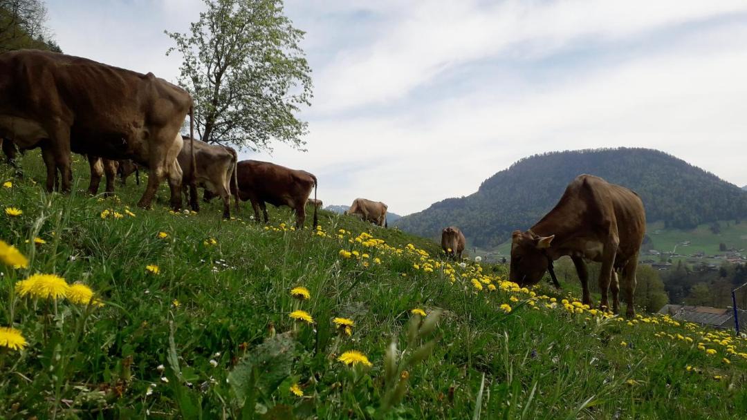 Photo of Others in Hittisau