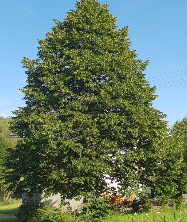 Photo of Others in Styria Region