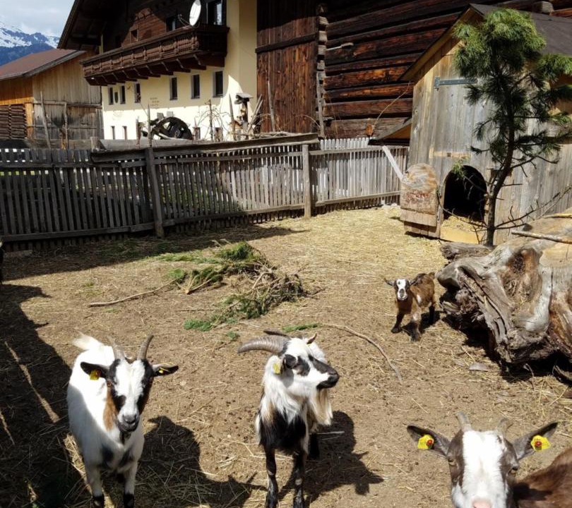 Photo of Others in Niederthai
