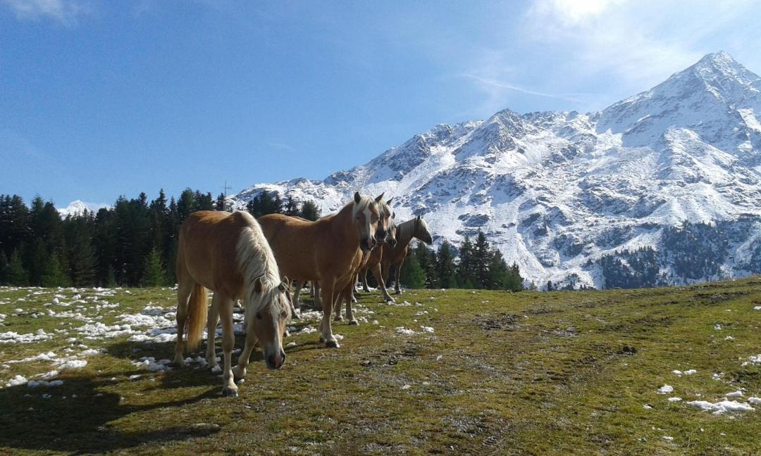 Photo of Others in Zwieselstein