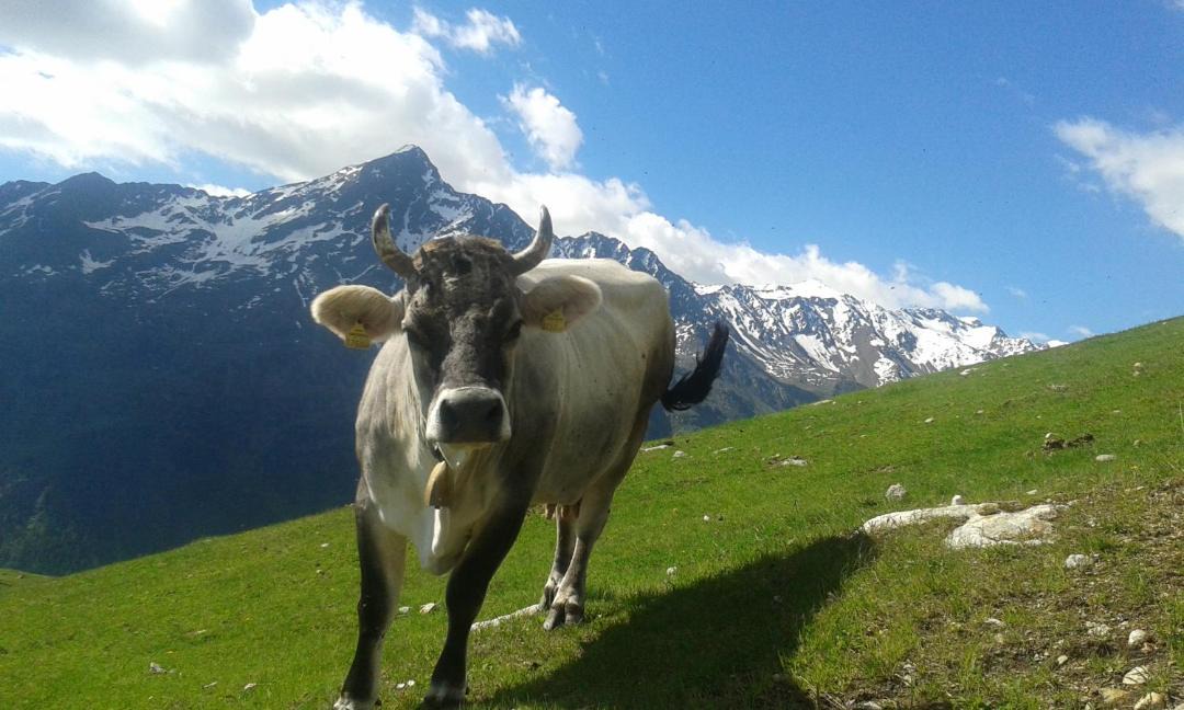 Photo of Others in Zwieselstein