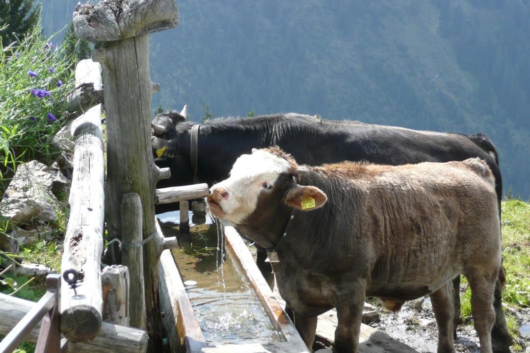 Photo of Others in Riezlern