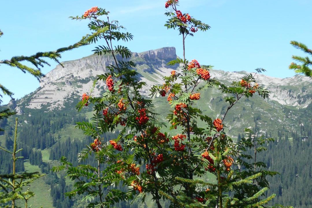 Photo of Others in Riezlern