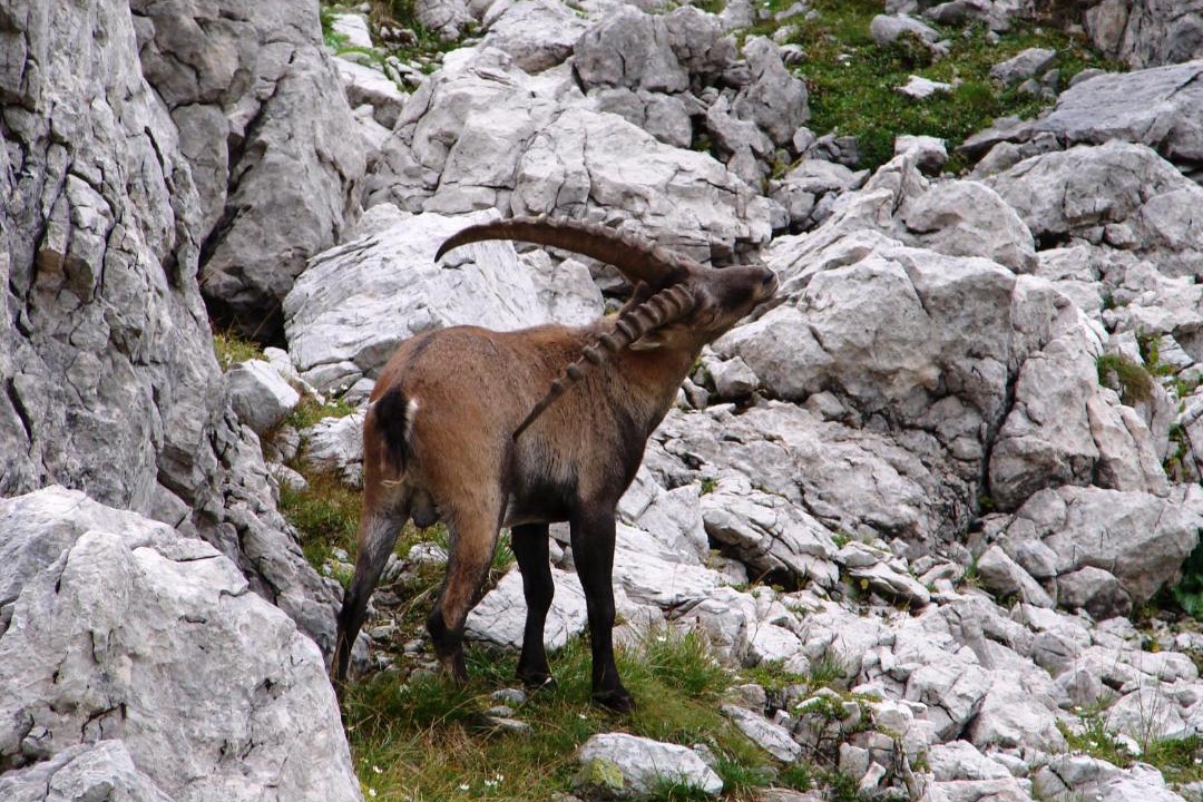 Photo of Others in Riezlern