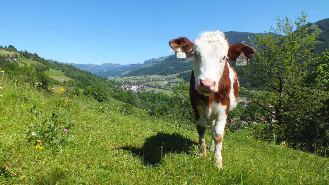 Photo of Others in Moosen