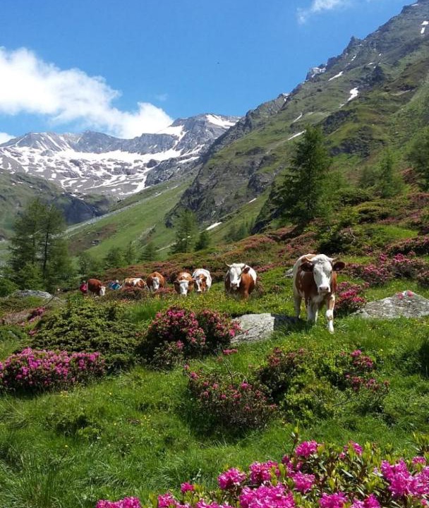 Photo of Others in Matrei in Osttirol