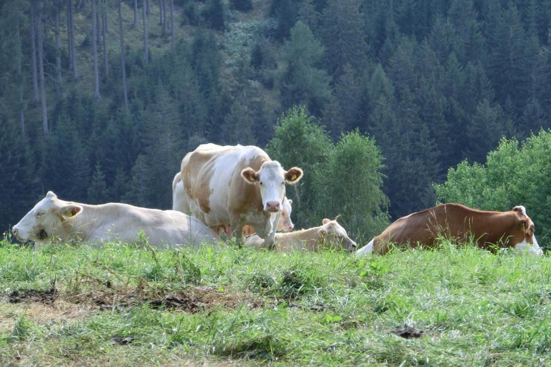 Photo of Others in Zojach